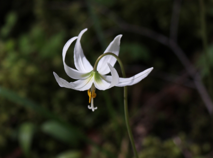 Woodland White Fawn Lily